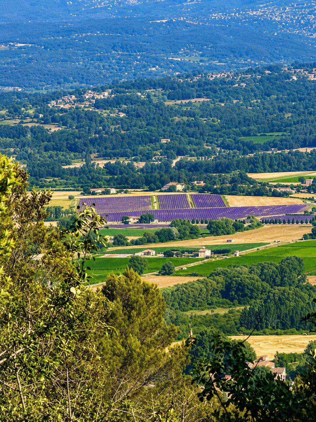 Lavender fields in the Luberon in early summer