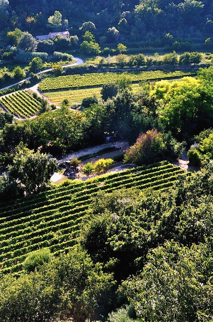 Vignes dans la vallée au pied d’un village du Luberon